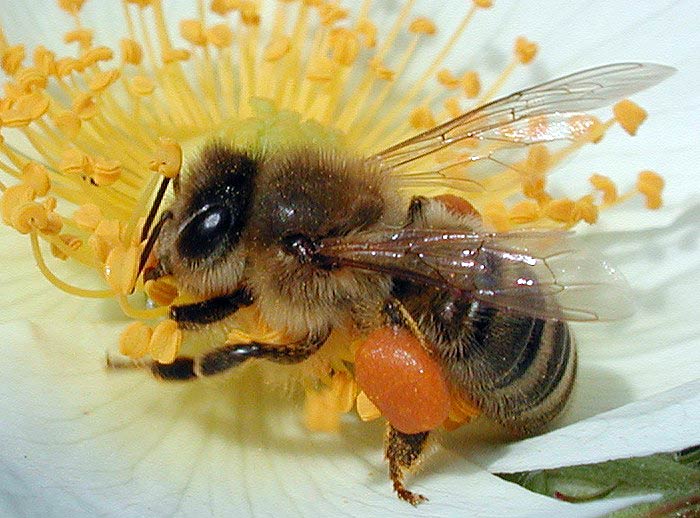 пчела-тенториум