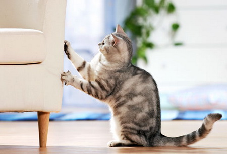 как отучить кота царапать мебель