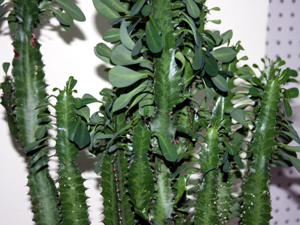 Кактус молочай – субтропическое растение с треугольными листиками