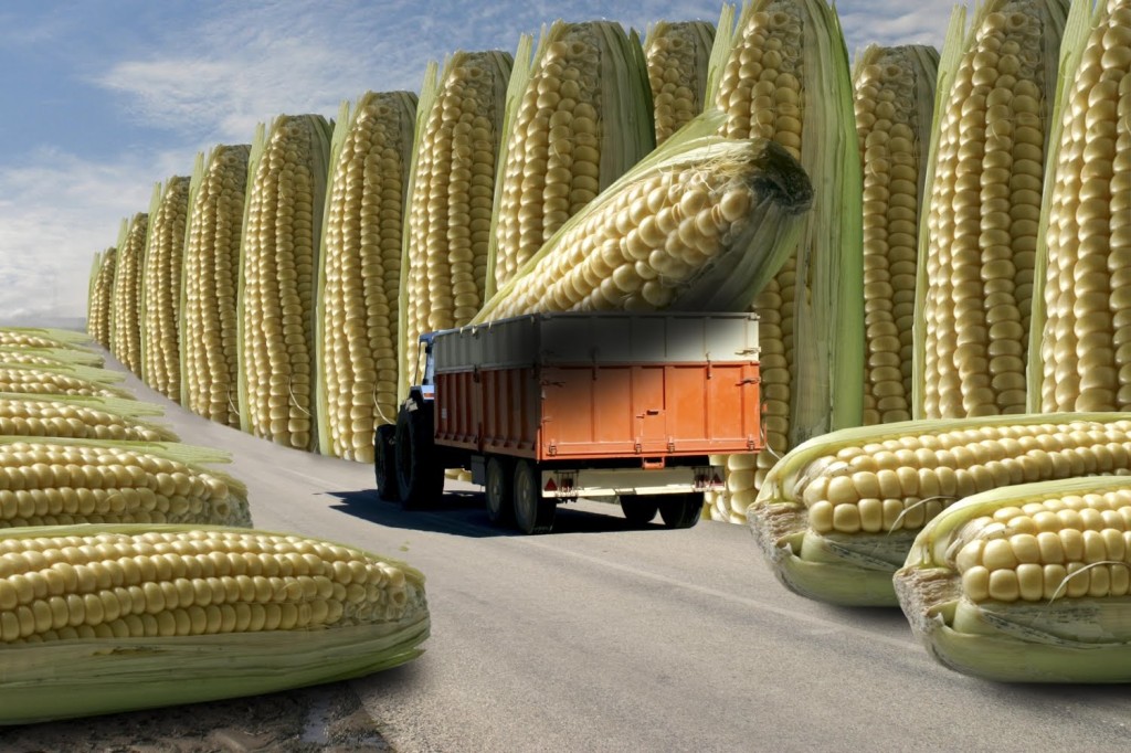 Что такое ГМО и с чем его едят?