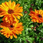 calendula