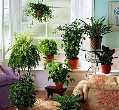 Лекарственные свойства комнатных растений