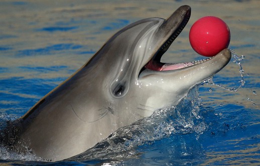 На Первом канале выйдет новый телепроект «Вместе с дельфинами»